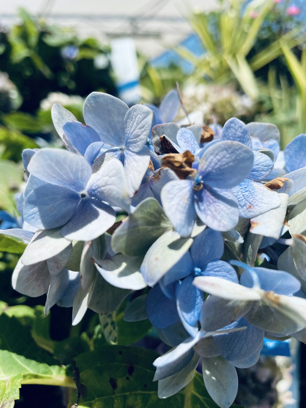 purple and white flower in tilt shift lens