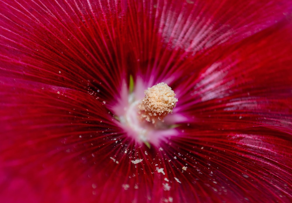 Rote und weiße Blume in der Makrofotografie