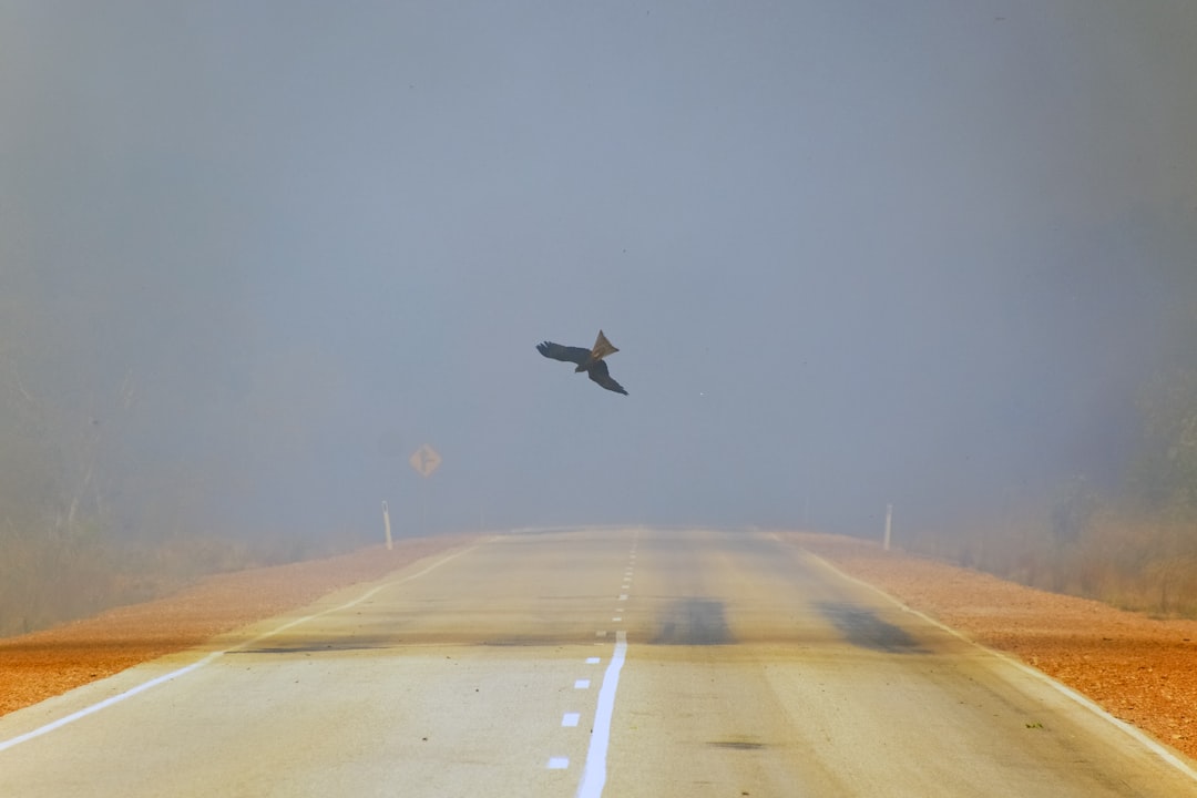 black bird flying over the field during daytime