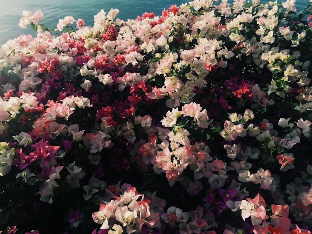 pink and white flowers near body of water during daytime