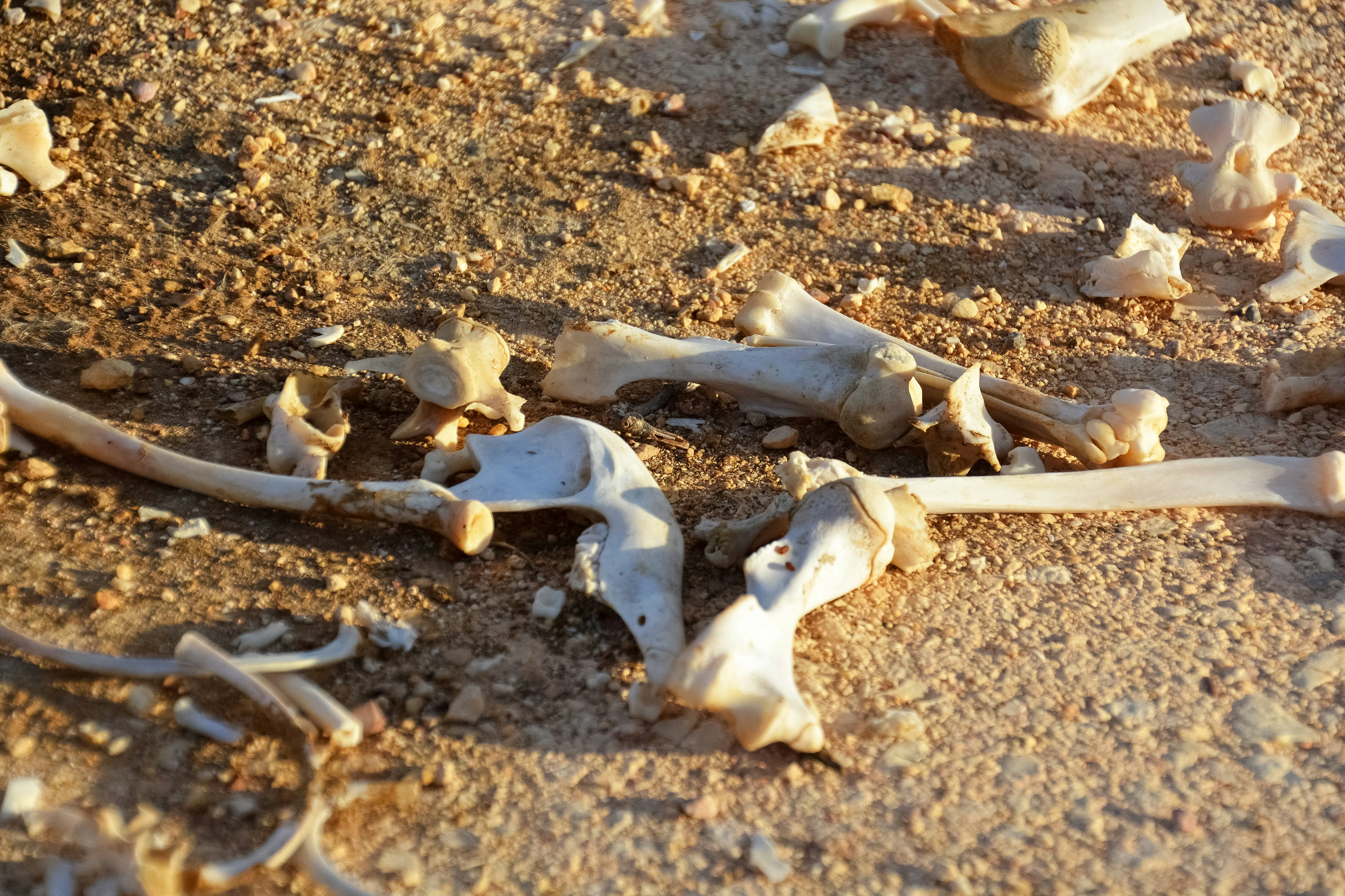 white ice on brown soil