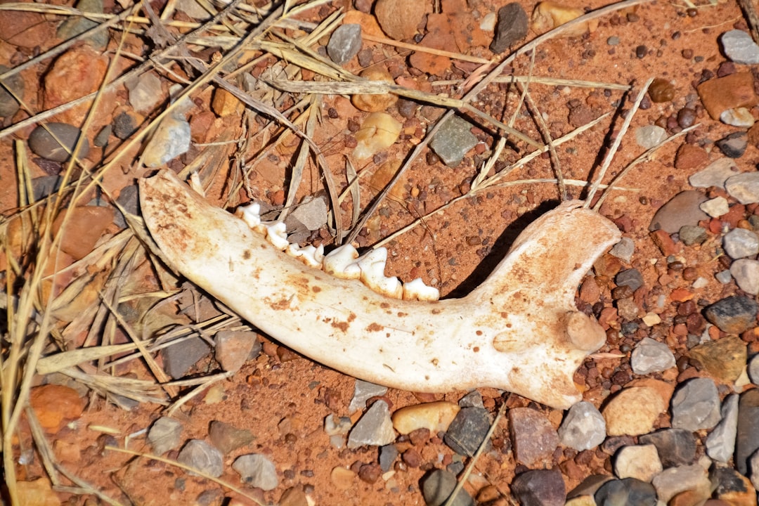 white animal bone on brown dried leaves