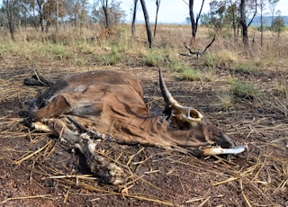 brown animal skull on brown soil