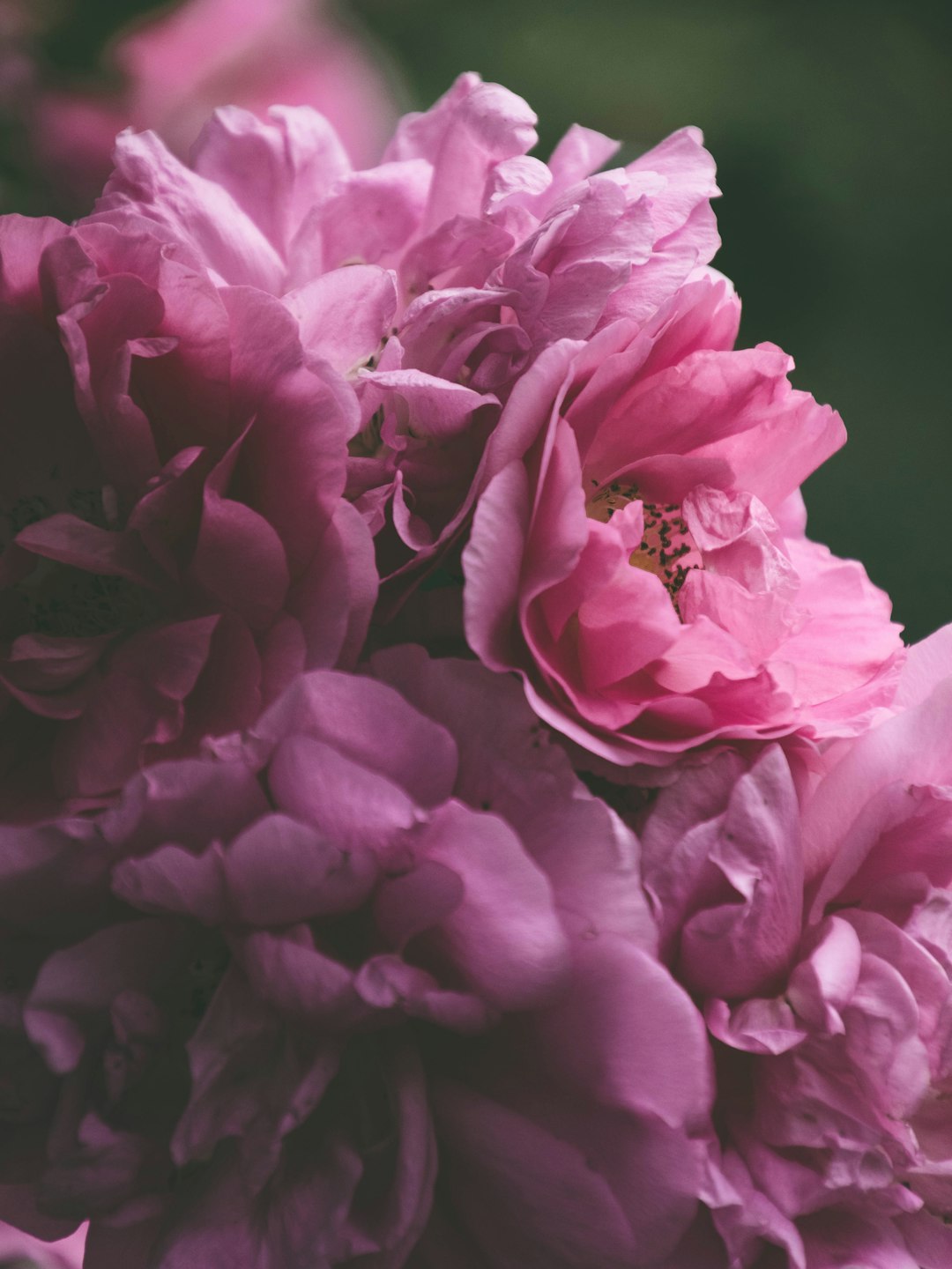 pink flower in macro shot