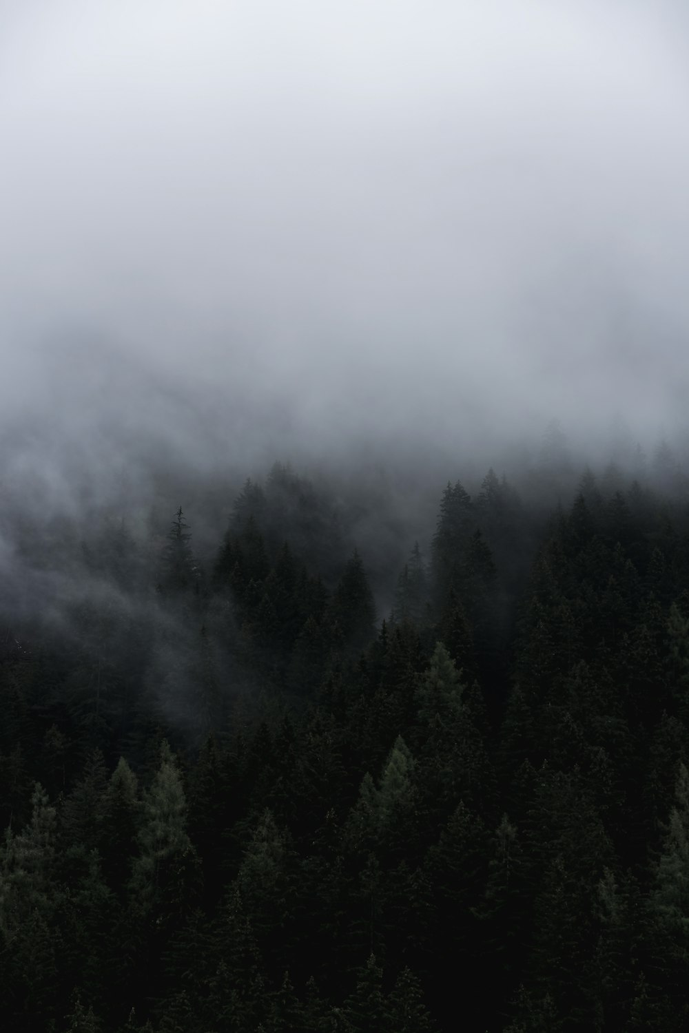 green trees covered by fog