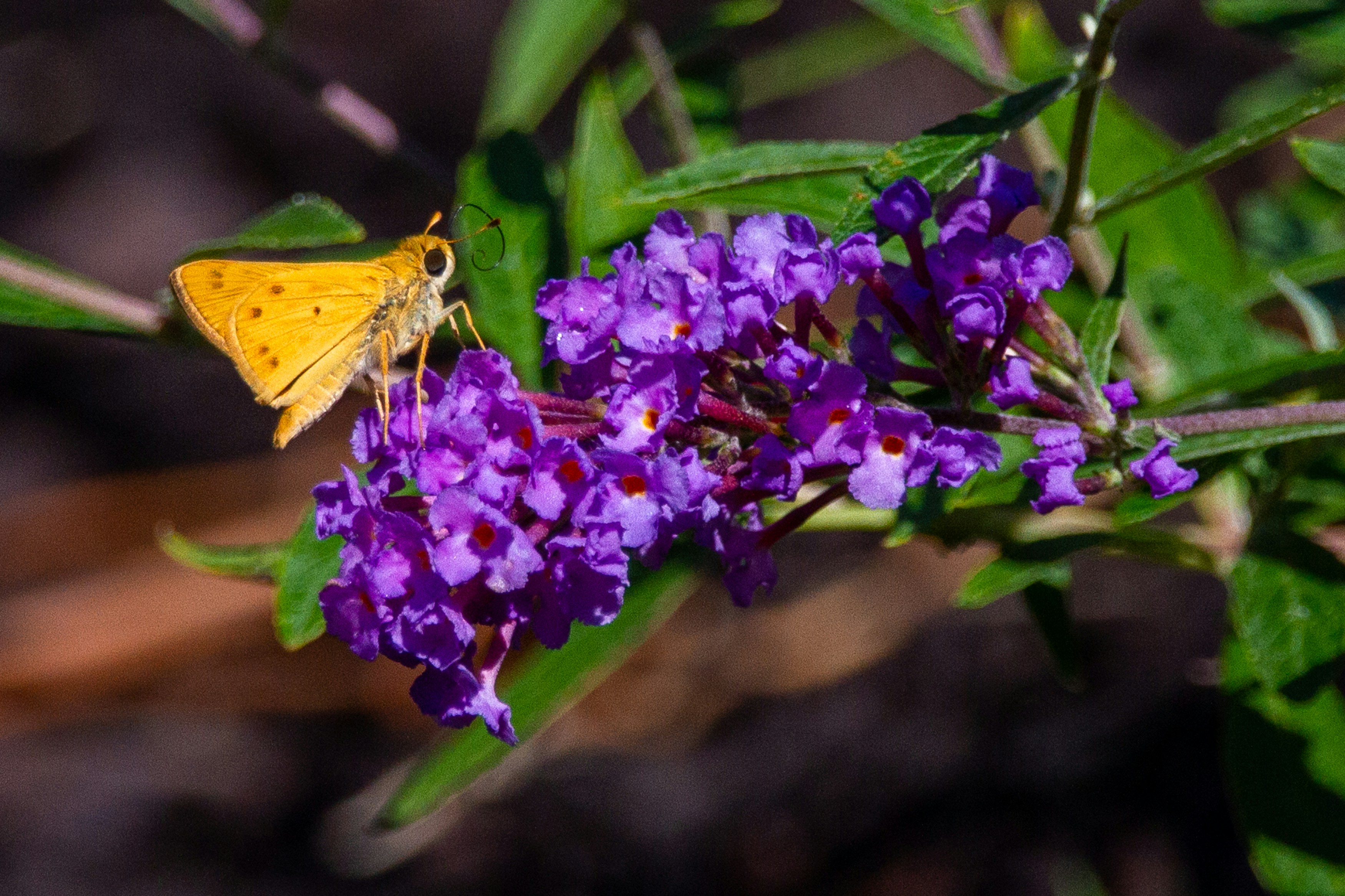 yellow butterfly perched on purple flower in close up photography during daytime
