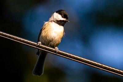 white and black bird on brown wooden stick during daytime