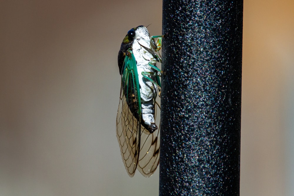 green and black insect on black metal bar