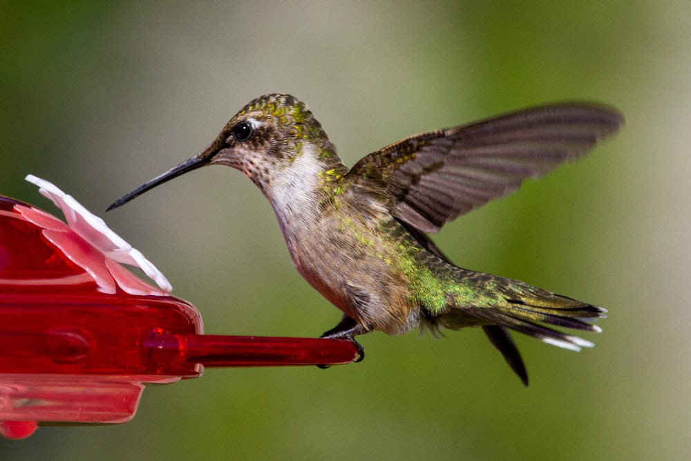 green and white humming bird