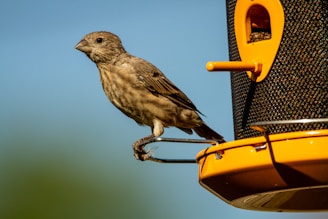 brown bird on yellow and black bird feeder