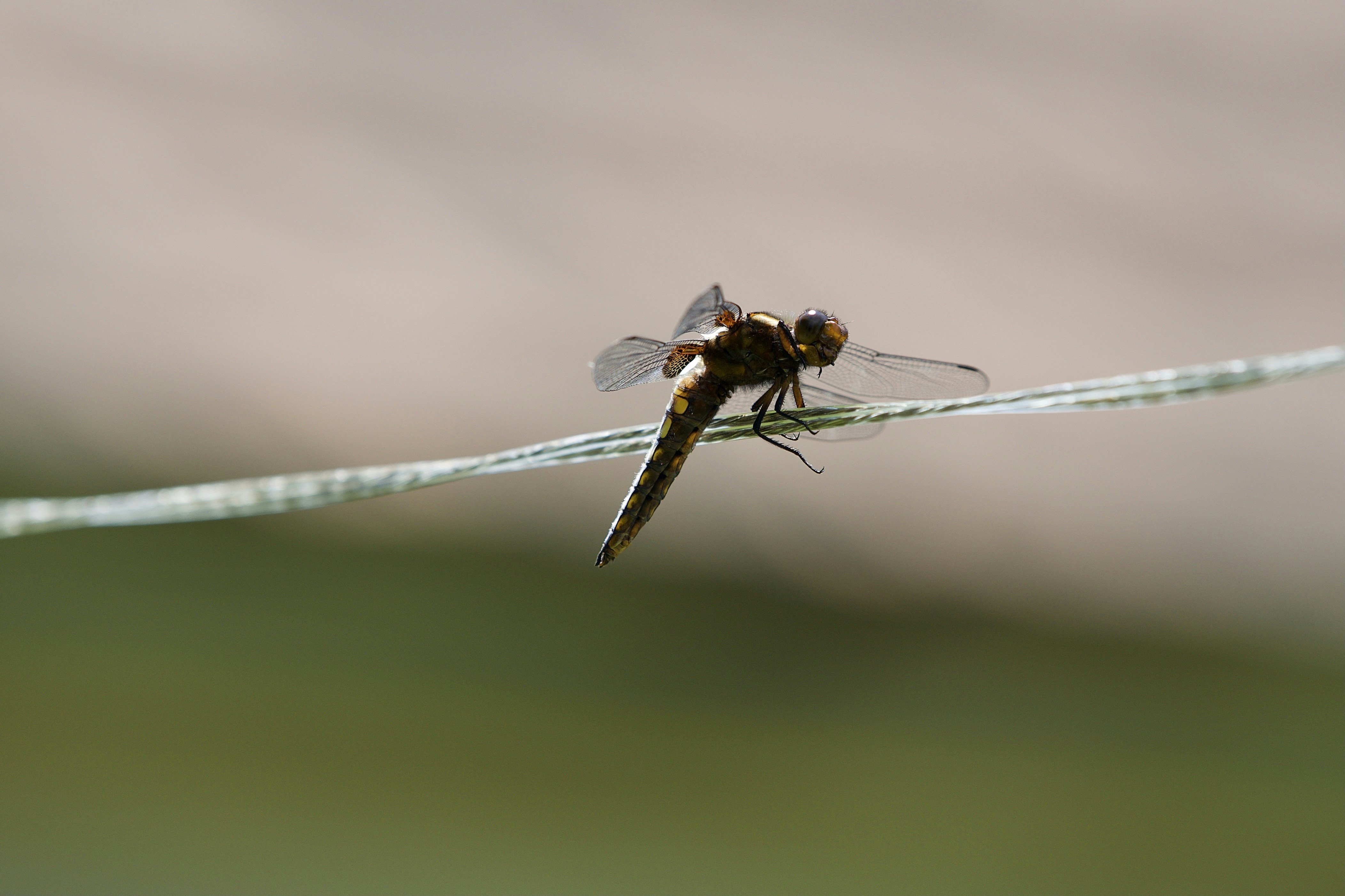 brown and black dragonfly on green grass during daytime
