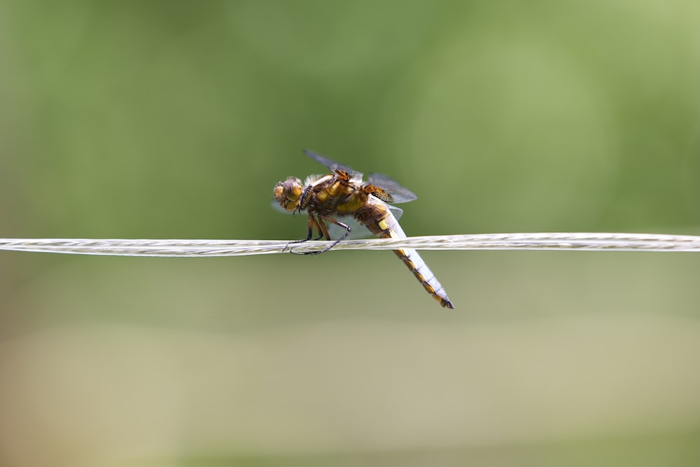 brown and black dragonfly perched on white stick in close up photography during daytime