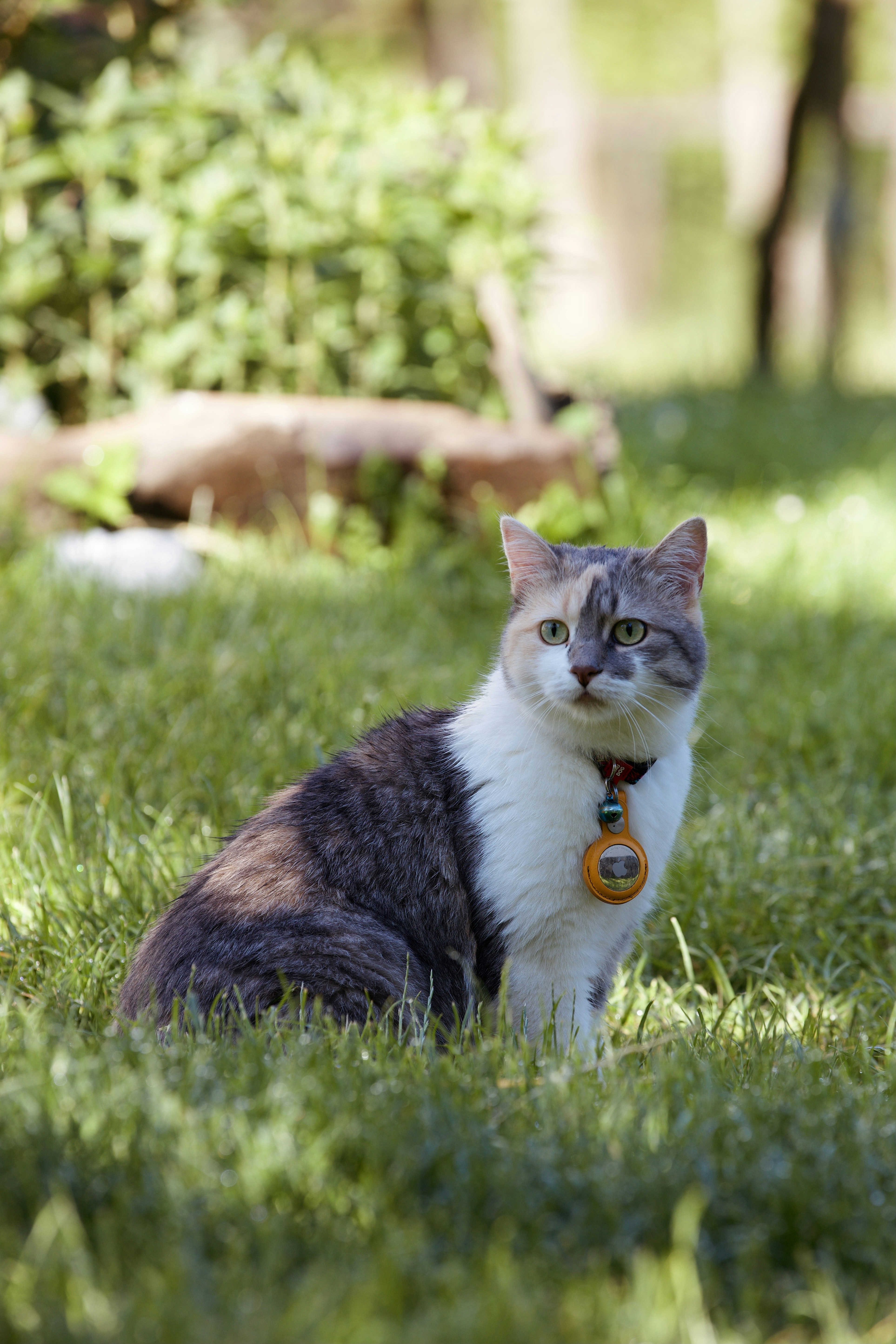white and brown cat on green grass during daytime
