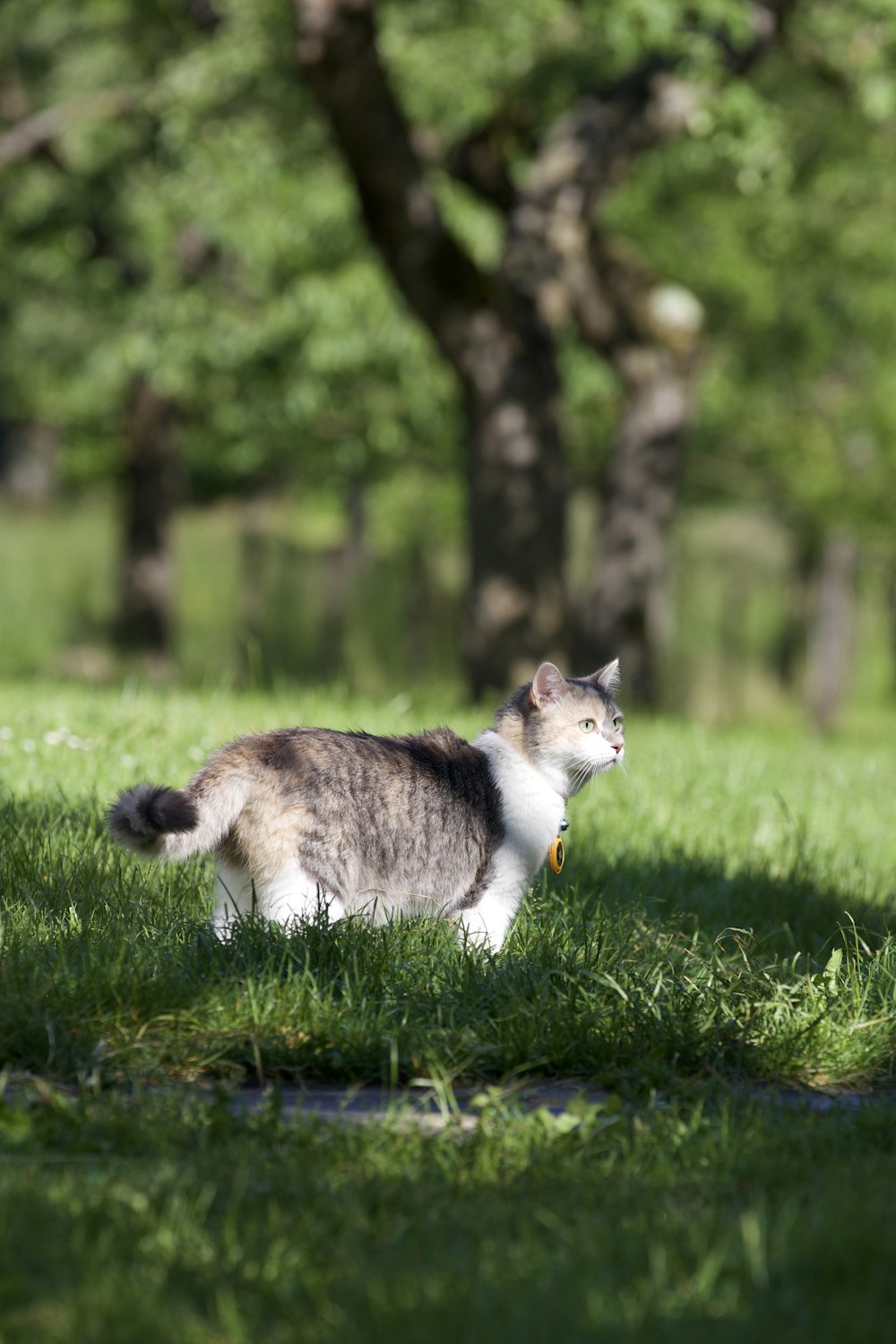 white and gray cat on green grass during daytime