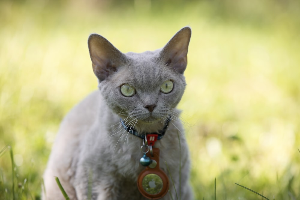 russian blue cat with blue collar