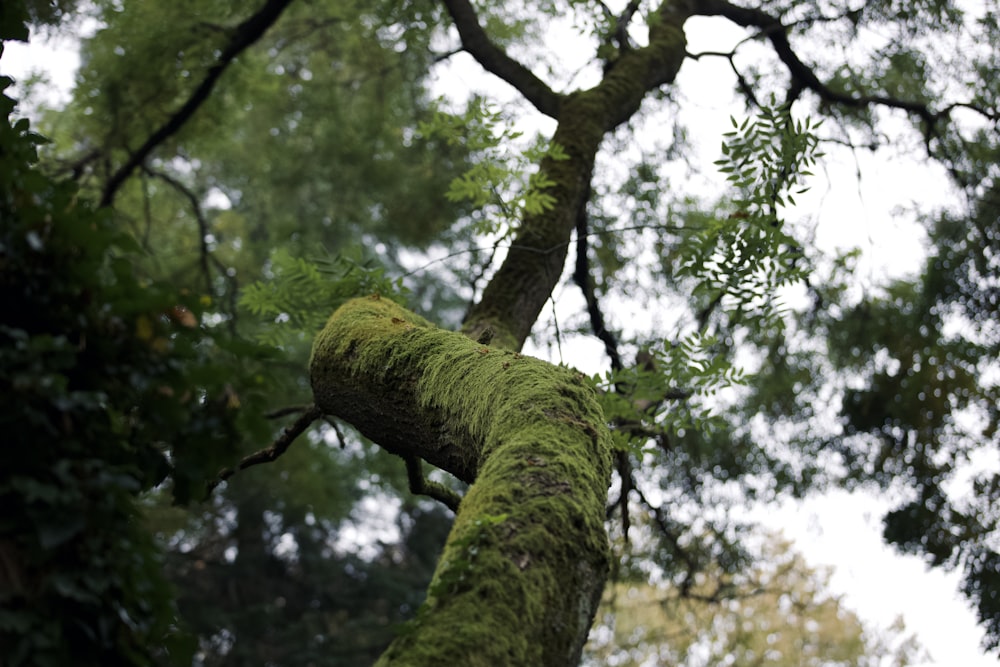 green tree with green leaves during daytime