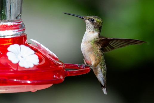A hummingbird hovers in mid-air next to a red bird feeder. Its wings are outstretched, and the feeder features floral designs. The background is blurred, highlighting the bird's intricate feather patterns and colors.