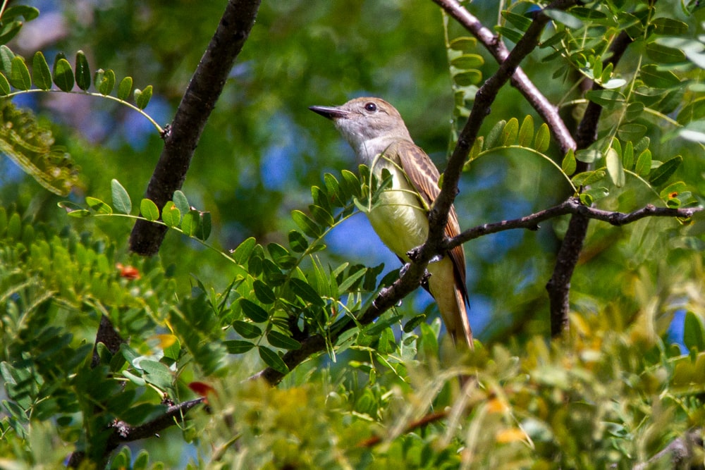 brown and white bird on tree branch