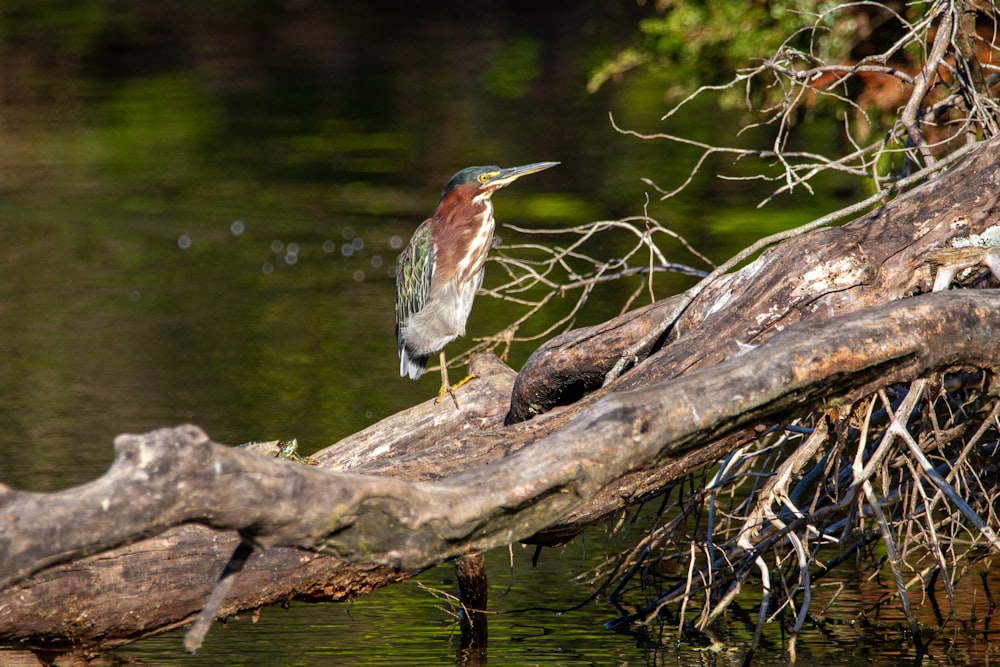 brown and white bird on brown tree branch