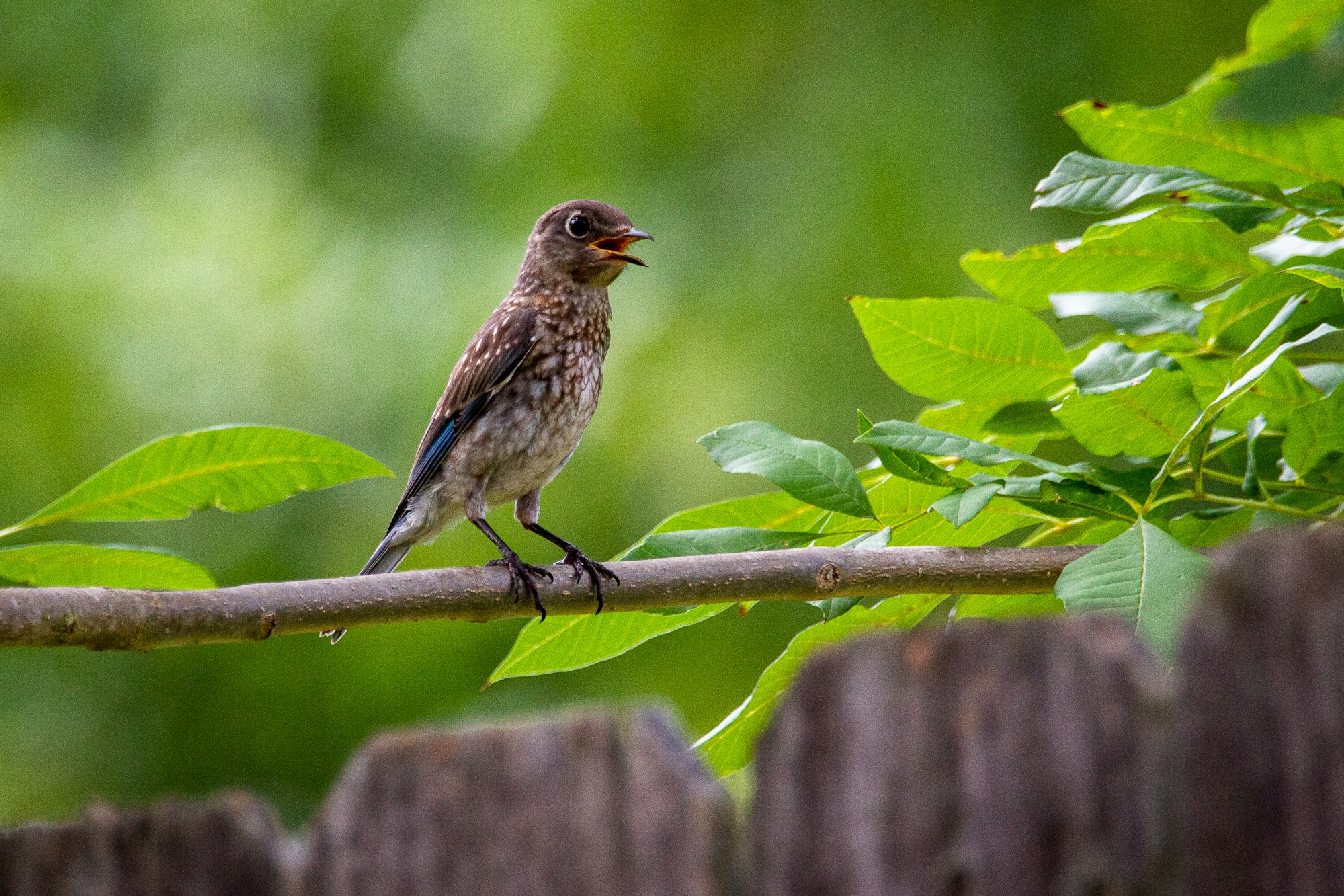 An eastern bluebird fledgling perched on a tree.