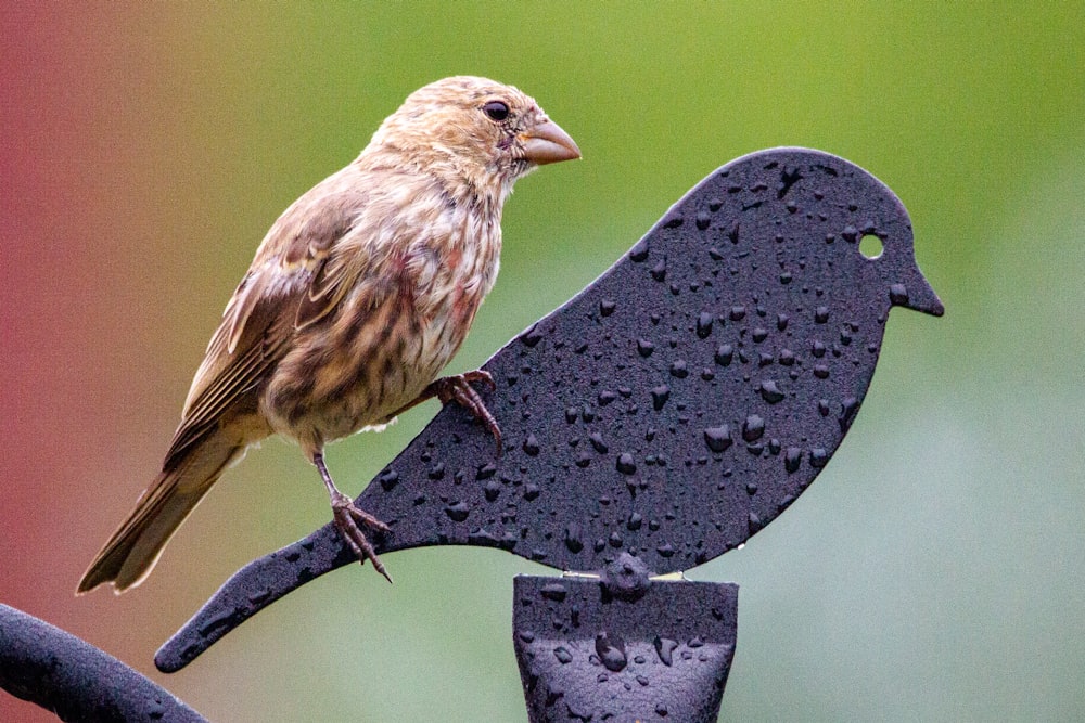 brown bird on black and white heart shaped wall decor