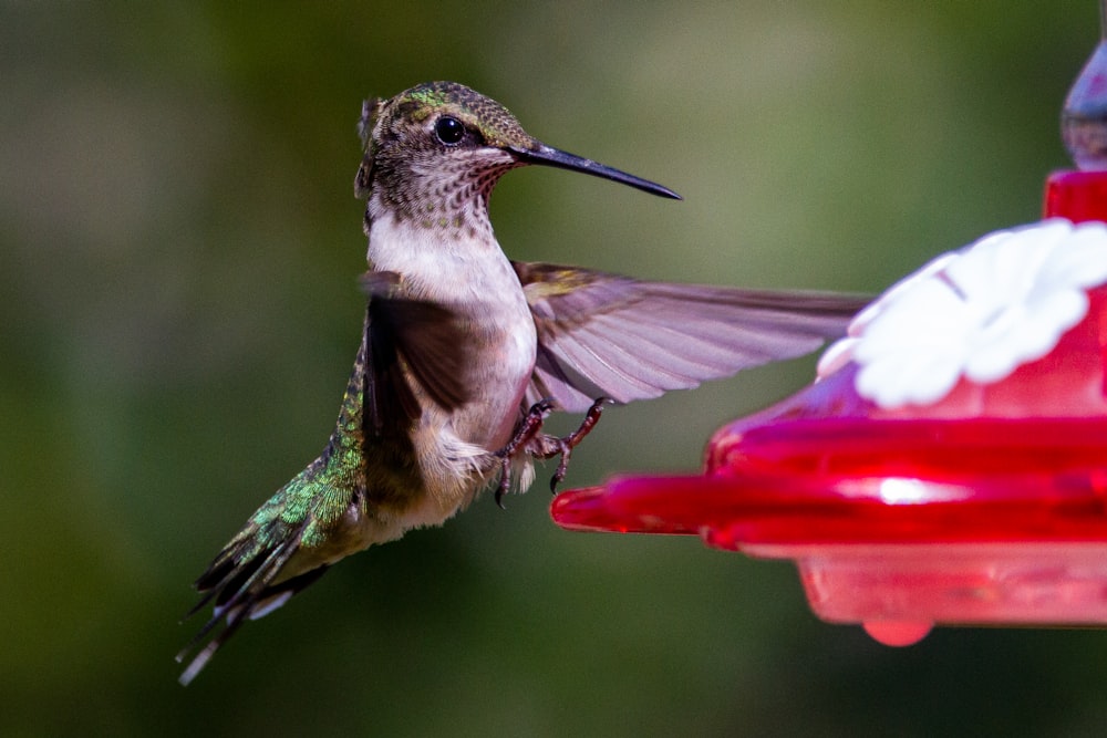 green and brown humming bird flying