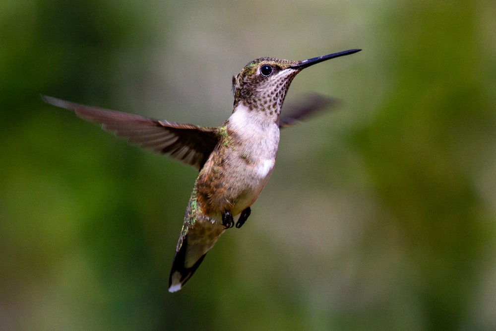 brown humming bird flying in the sky