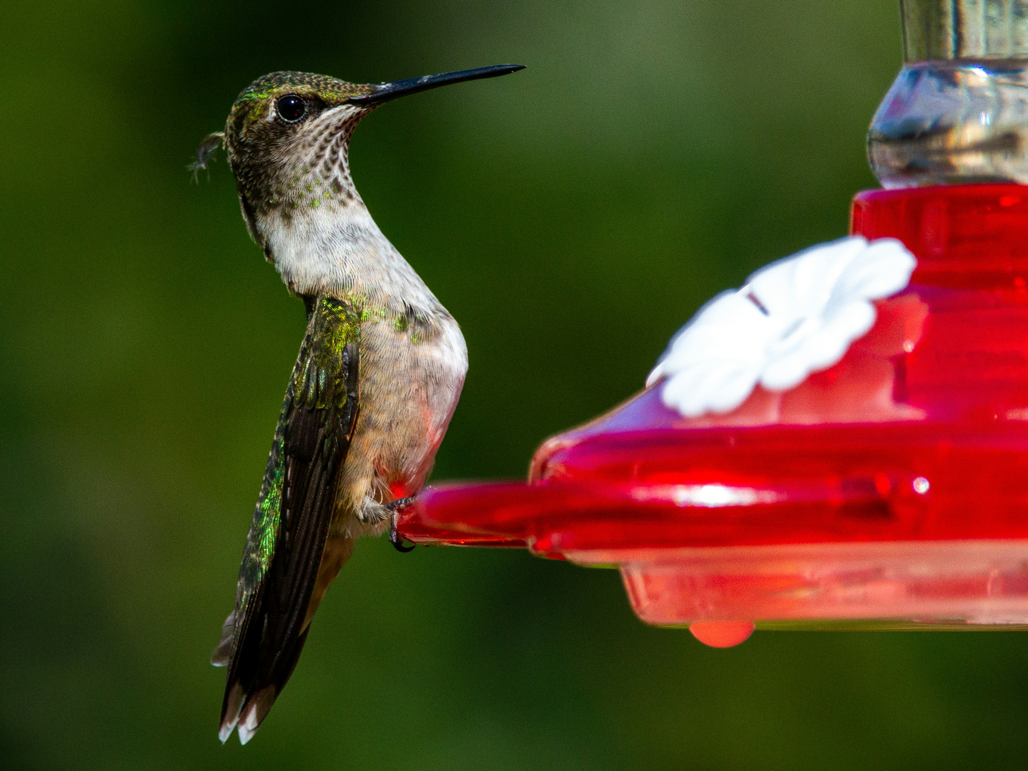 Disassembled hummingbird feeder on a towel