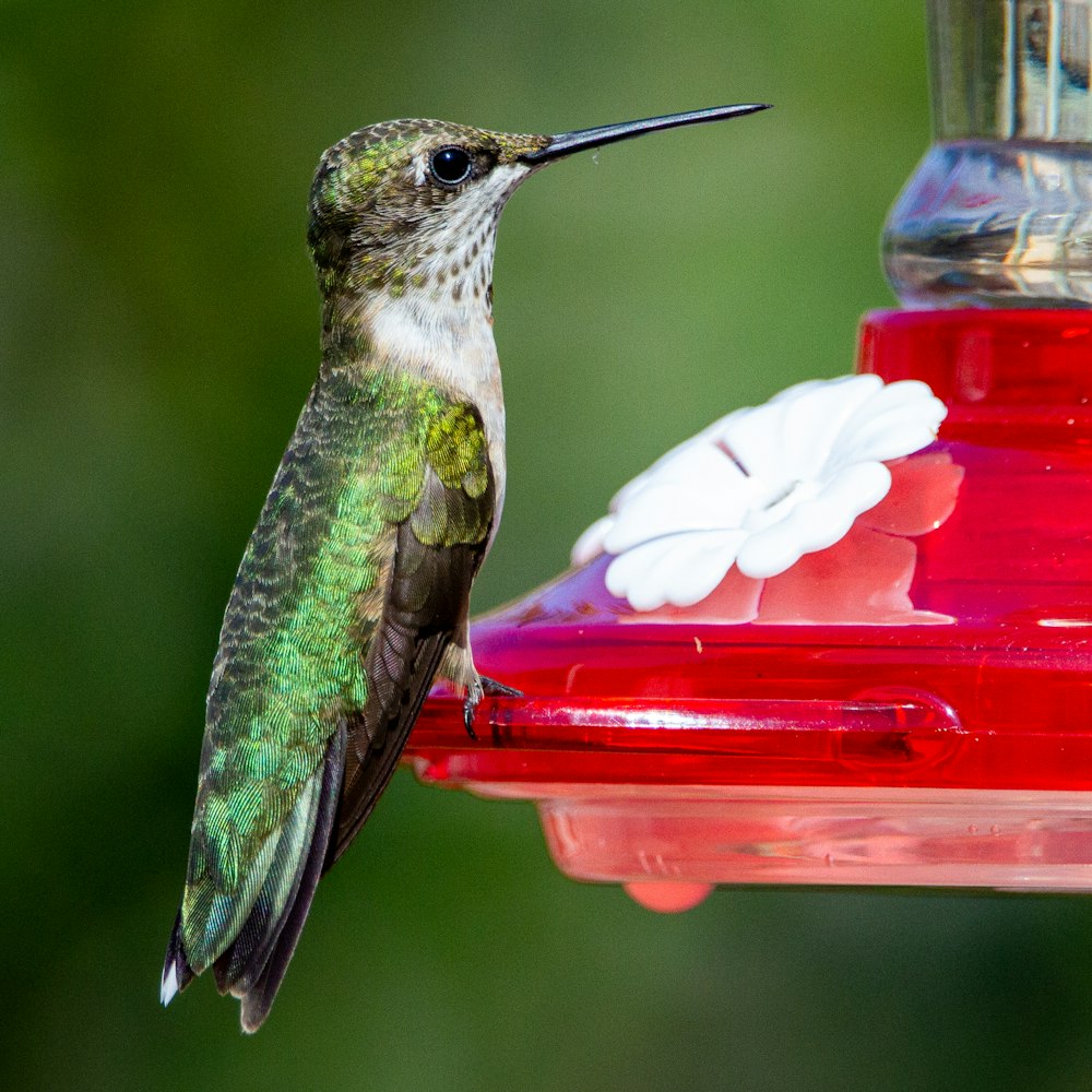 green and white humming bird flying