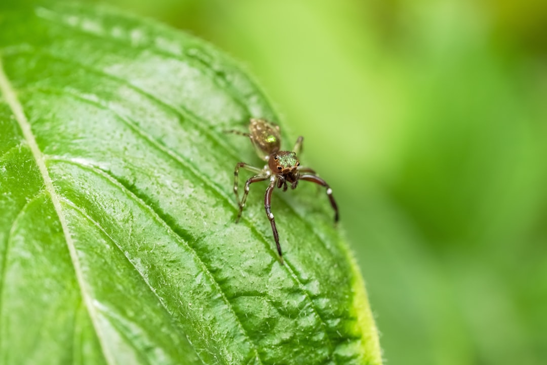 brown spider on green leaf