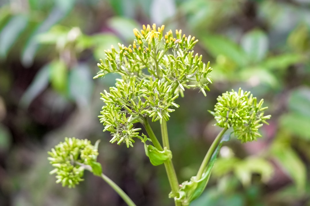 green plant in tilt shift lens