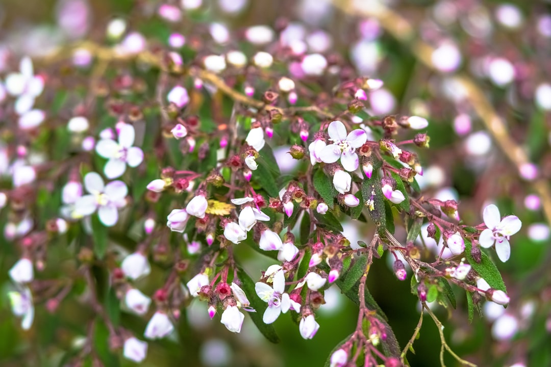 white and purple flower buds in tilt shift lens