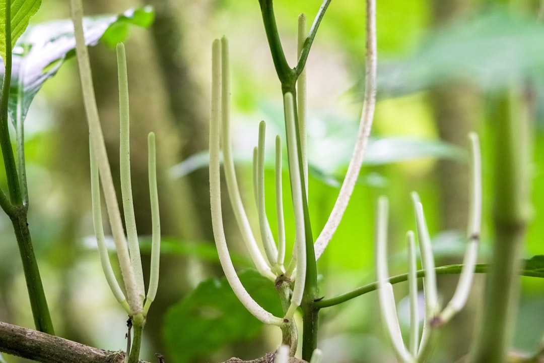 green plant in macro photography