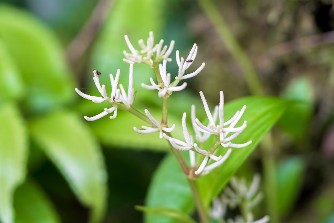 white flower in macro lens photography