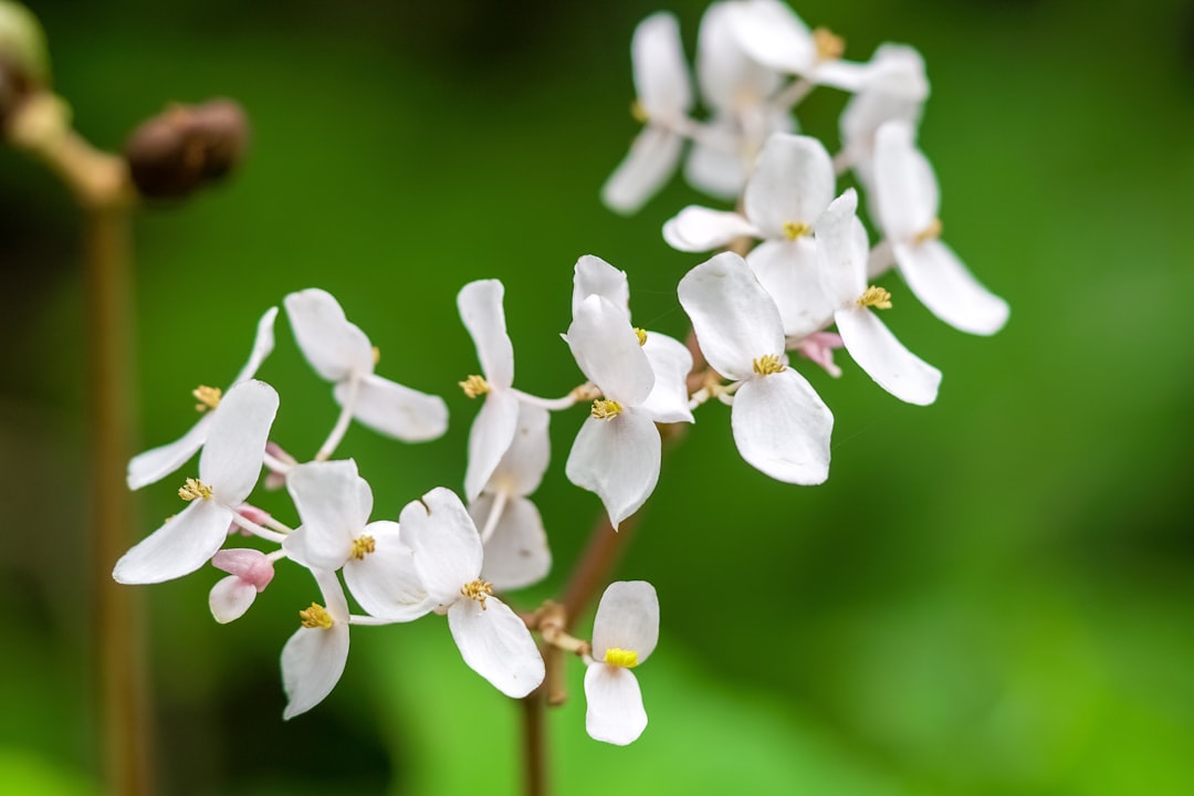 white flower buds in tilt shift lens