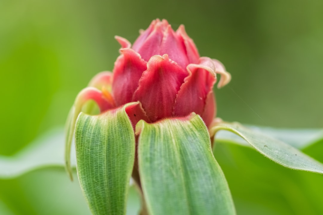 pink flower in macro shot