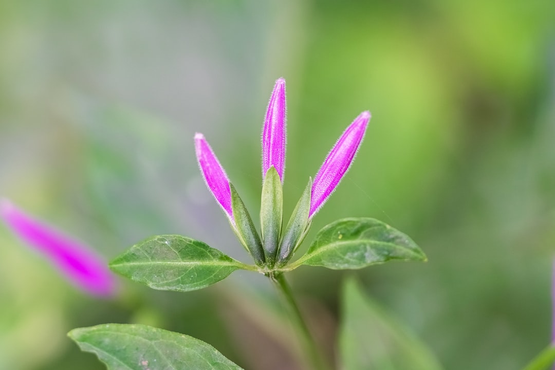 purple flower in tilt shift lens