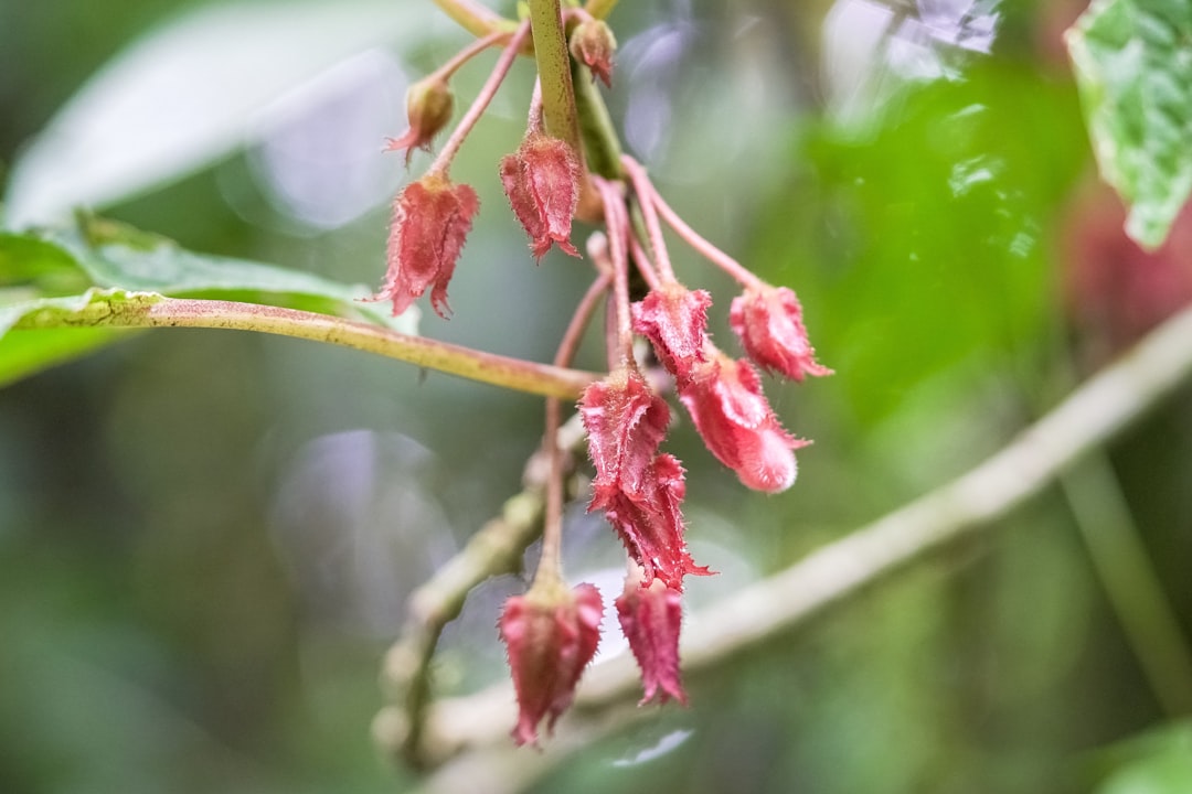 pink flower buds in tilt shift lens