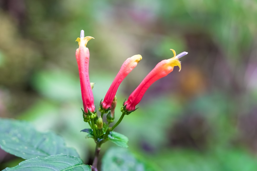 yellow and red flower in tilt shift lens