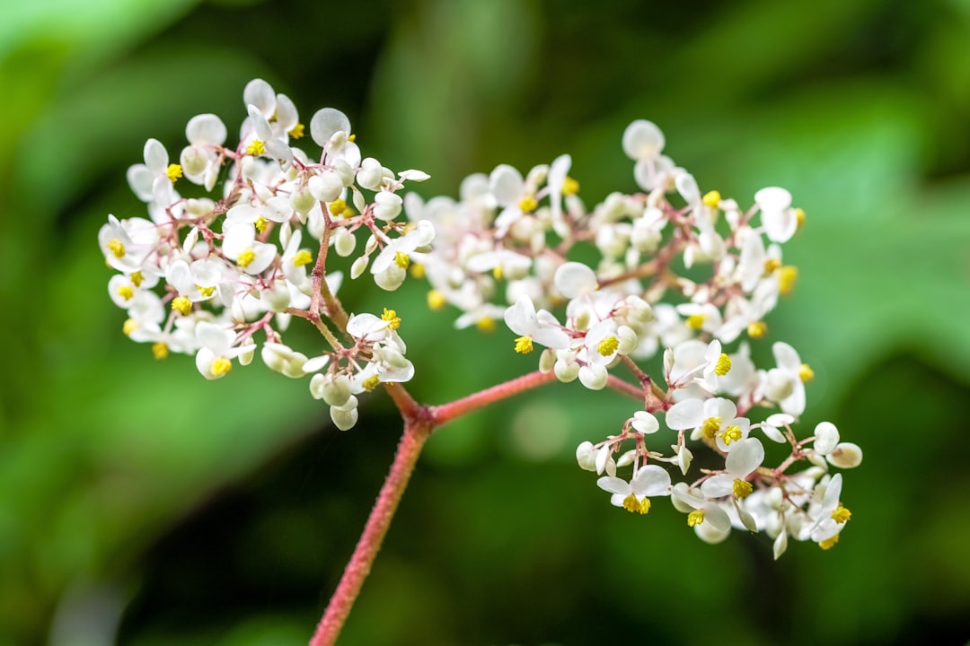 white flowers on brown stem