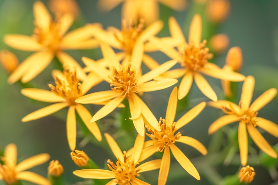 white and yellow flower in macro lens