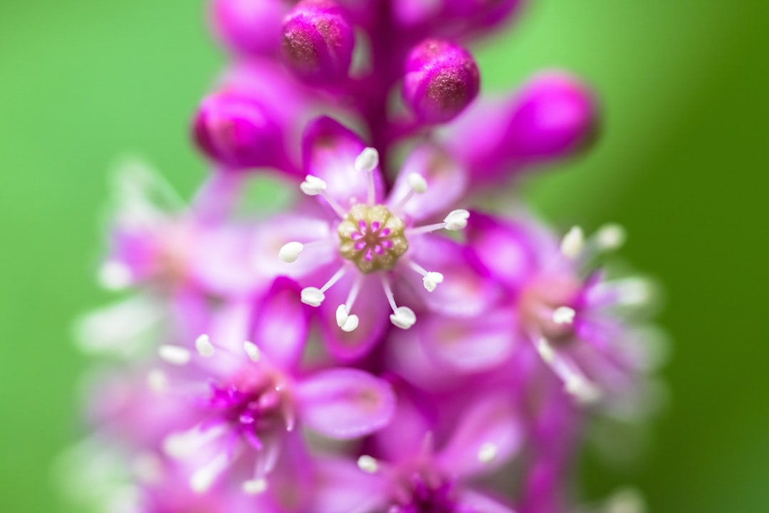 purple flower in macro lens