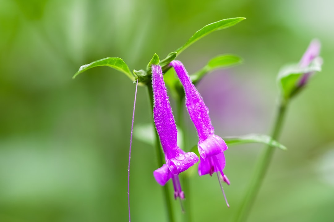 pink flower in tilt shift lens