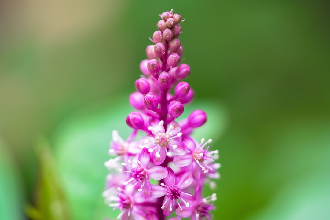 pink and white flower in macro photography