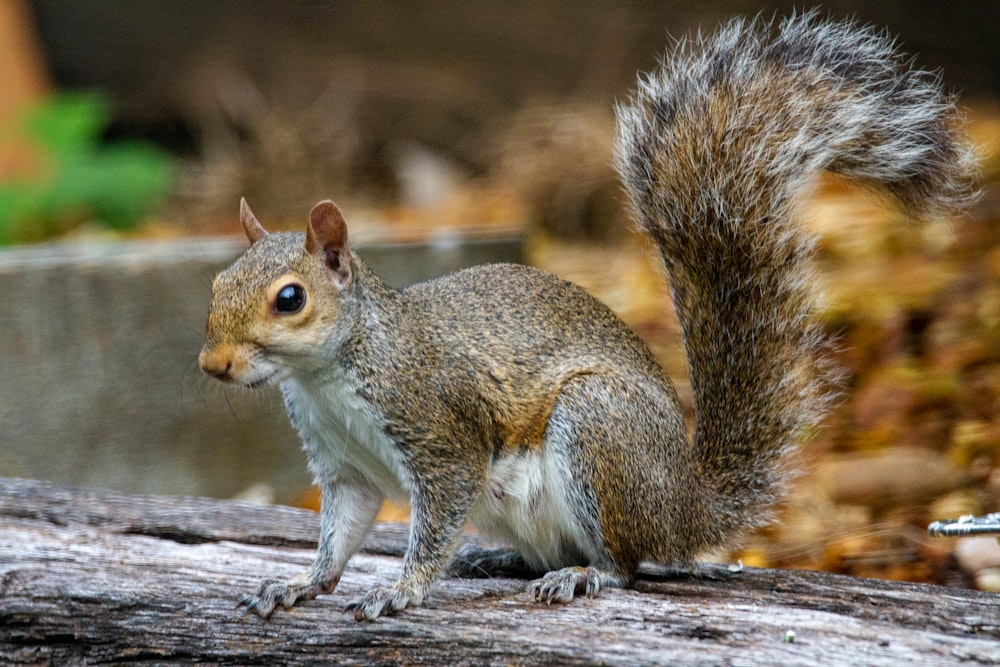 brown squirrel on brown tree branch during daytime