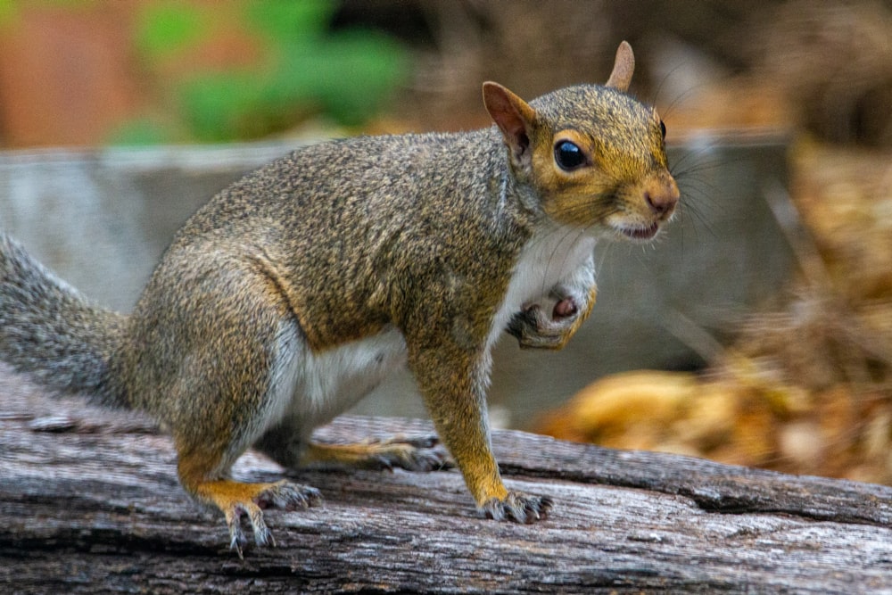 Braunhörnchen auf braunem Ast tagsüber