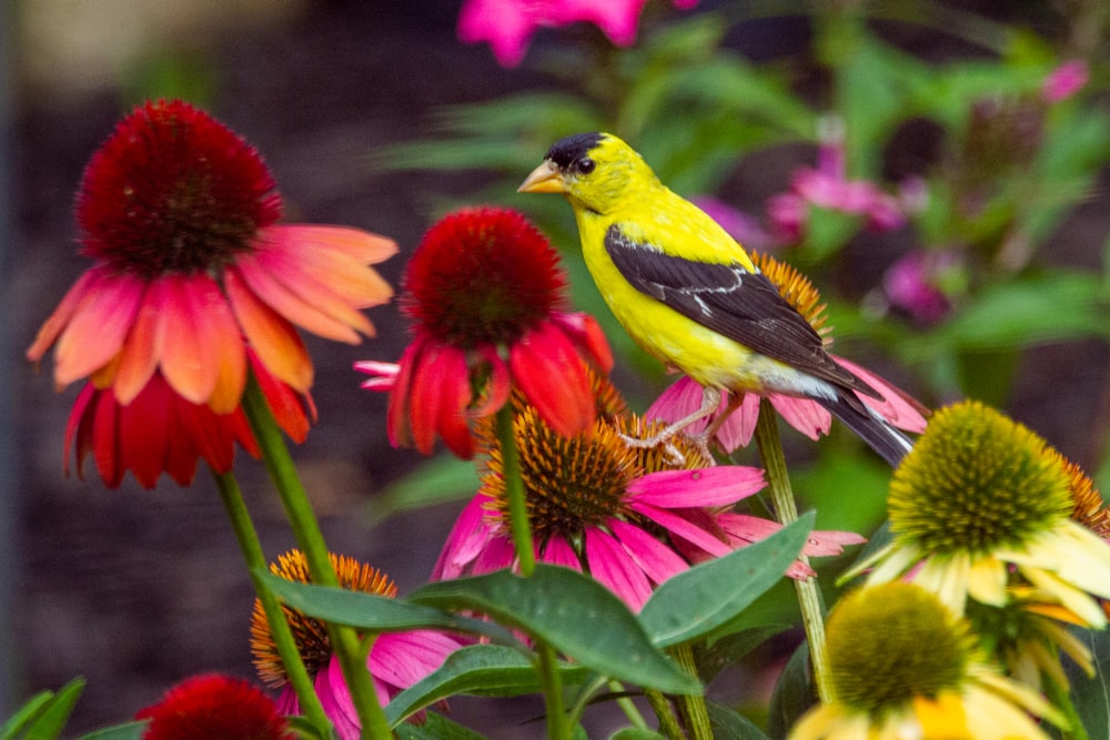 pájaro amarillo y negro sobre flor roja