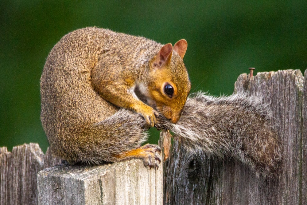 brown squirrel on brown wooden fence