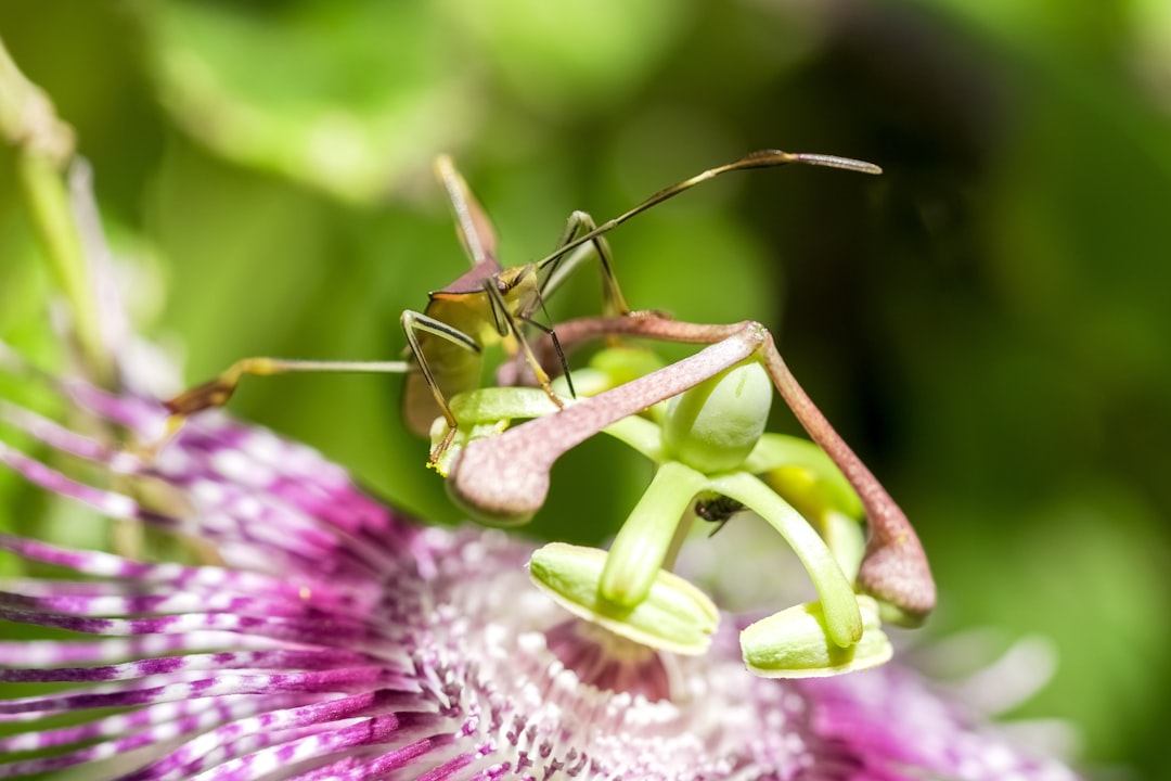 green praying mantis perched on purple flower in close up photography during daytime