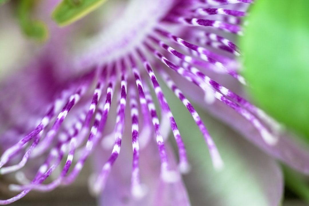 purple and green flower in macro photography